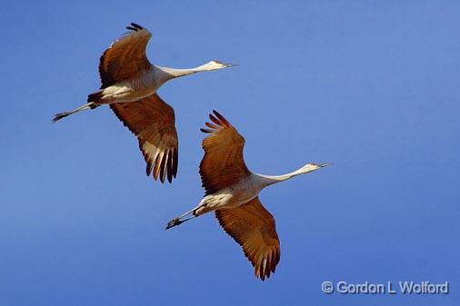 Sandhill Cranes_73537.jpg - Sandhill Cranes (Grus canadensis) in flightPhotographed in the Bosque del Apache National Wildlife Refuge near San Antonio, New Mexico, USA.